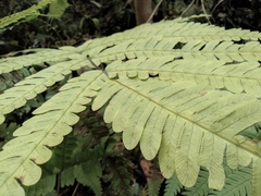Pteris fauriei