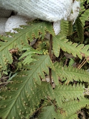 Microlepia marginata