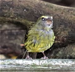 Crithagra scotops scotops