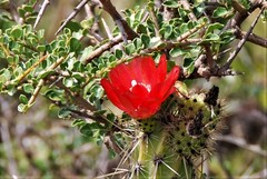 Corryocactus erectus