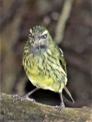 Crithagra scotops scotops