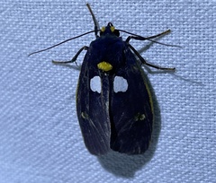 Carpostalagma signata