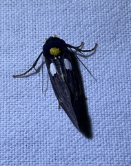 Carpostalagma signata