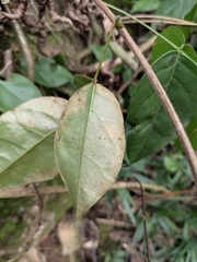 Derris fordii