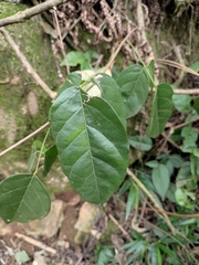 Derris fordii