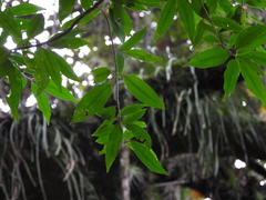Ficus apollinaris