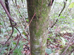 Ficus apollinaris