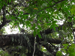 Ficus apollinaris