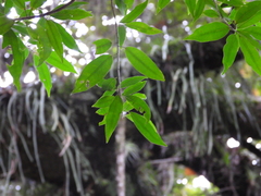 Ficus apollinaris