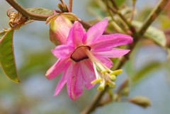 Passiflora gracilens