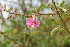 Passiflora gracilens