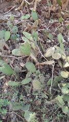 Opuntia decumbens