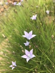 Wahlenbergia undulata