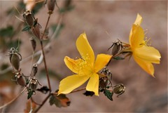 Mentzelia scabra chilensis