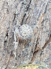 Microxeromagna lowei