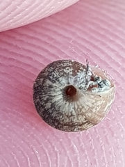 Microxeromagna lowei