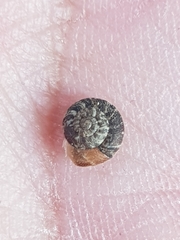 Microxeromagna lowei