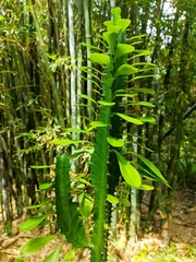Euphorbia trigona