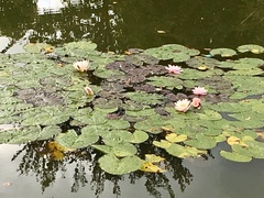 Nymphaea × marliacea