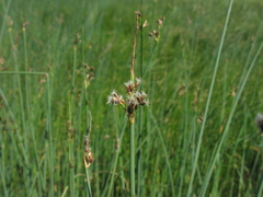 Schoenoplectus lacustris