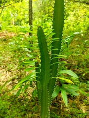 Euphorbia trigona