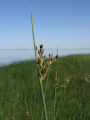 Schoenoplectus lacustris