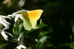 Gonepteryx cleopatra
