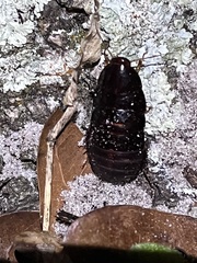 Pycnoscelus surinamensis image