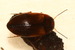 Hydroporus striola