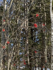 Viburnum trilobum image