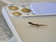 Sphaerodactylus macrolepis
