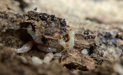 iNaturalist observation photo of Reticulitermes