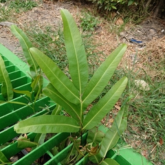 Acrostichum aureum