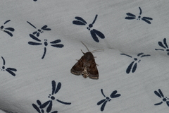 Oligia minuscula