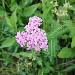 Achillea roseo-alba