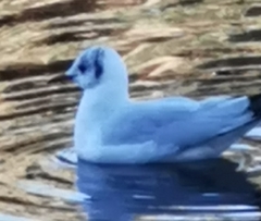 Chroicocephalus ridibundus