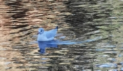 Chroicocephalus ridibundus