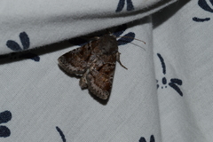 Oligia minuscula