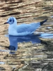 Chroicocephalus ridibundus