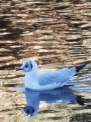 Chroicocephalus ridibundus