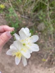 Thalictrum tuberosum