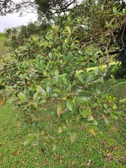 Ocotea monteverdensis