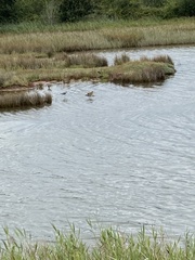 Limosa limosa