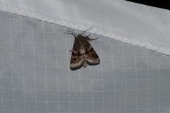 Oligia minuscula