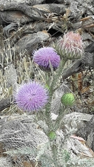Onopordum cynarocephalum