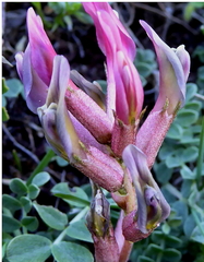 Astragalus incanus