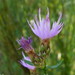Centaurea langei langei - Photo (c) emilio2020, algunos derechos reservados (CC BY-NC), subido por emilio2020