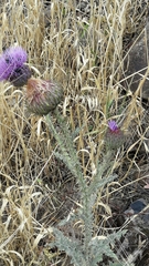 Onopordum cynarocephalum