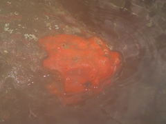 Acarnus erithacus