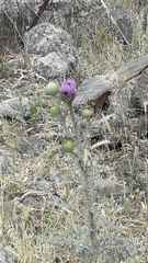 Onopordum cynarocephalum